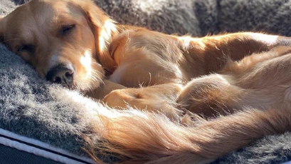 golden retrievers are charming & irresistible big dogs with big hearts ..