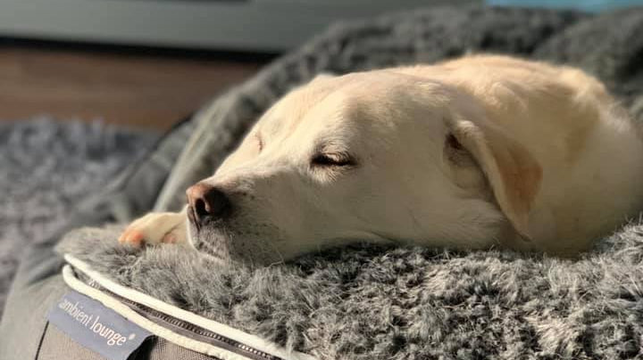 Top 10 most popular Dog Breeds in the World – all loving their Ambient Lounge Dog Beds