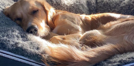 golden retrievers are charming & irresistible big dogs with big hearts ..