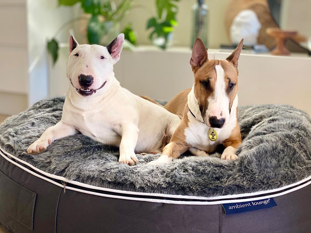 how to be tough but also soft? … ambient lounge dog beds & bull terriers are a match made in heaven.