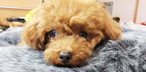 why cavoodles are becoming european's most loved & owned urban dog