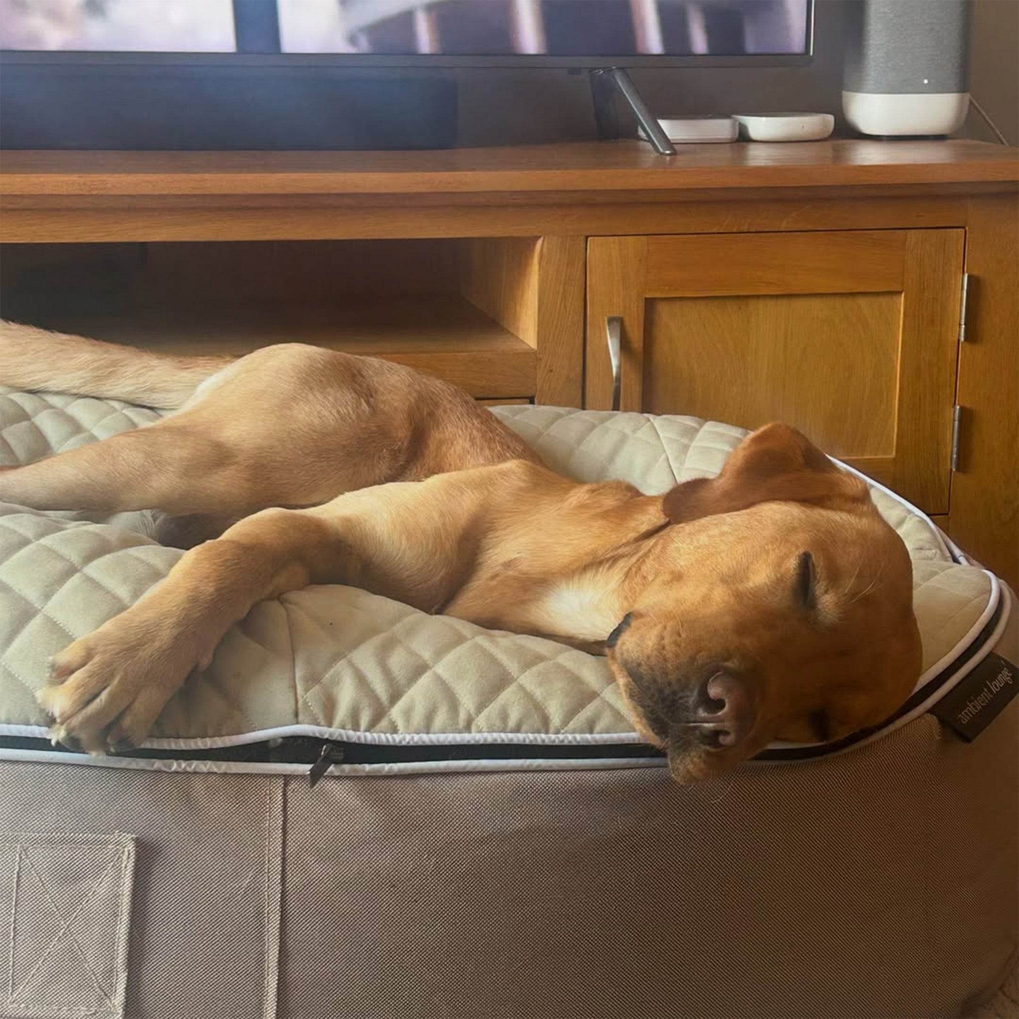 Thermoquilt Dog Beds (Coffee)