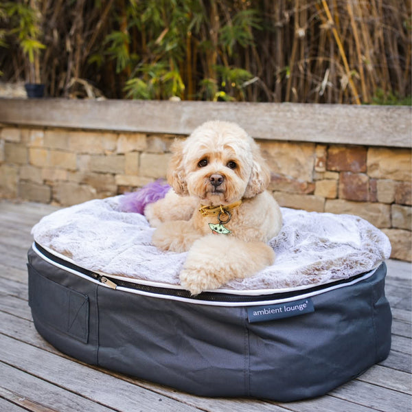 Medium Rebound Foam Mattress Dog Bed - Interior/Outdoor