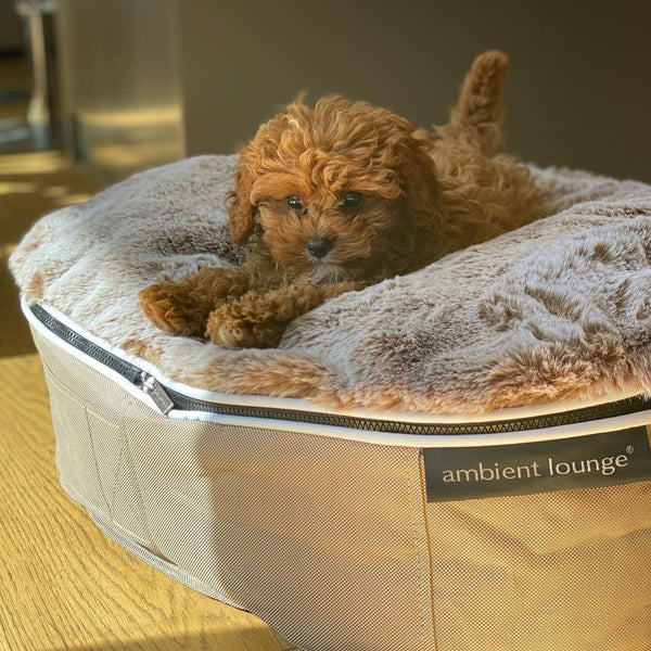 Small Rebound Foam Mattress Dog Bed - Interior/Outdoor