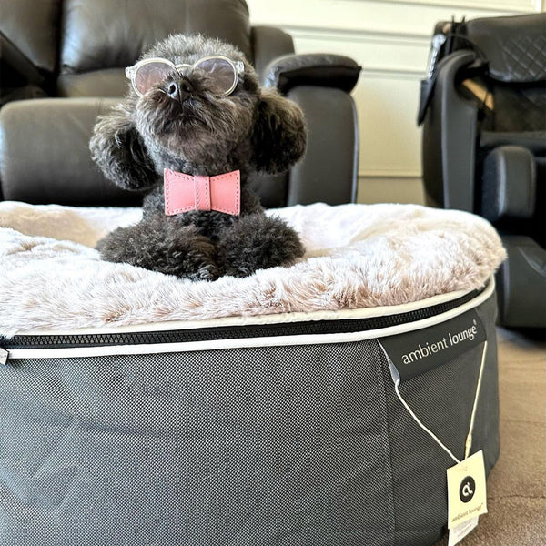 Medium Rebound Foam Mattress Dog Bed - Interior/Outdoor