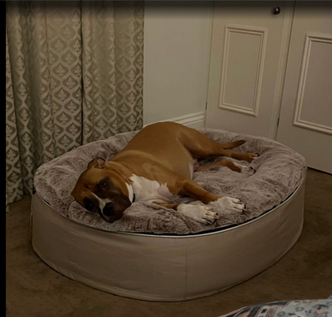 Large dog relaxing on a Cappuccino Large Rebound Foam dog bed