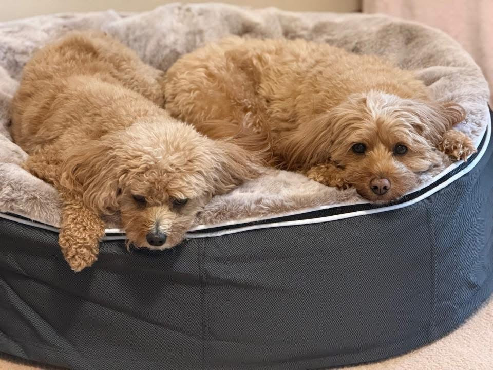 Two small dogs relaxing together on a Medium Rebound Foam dog bed