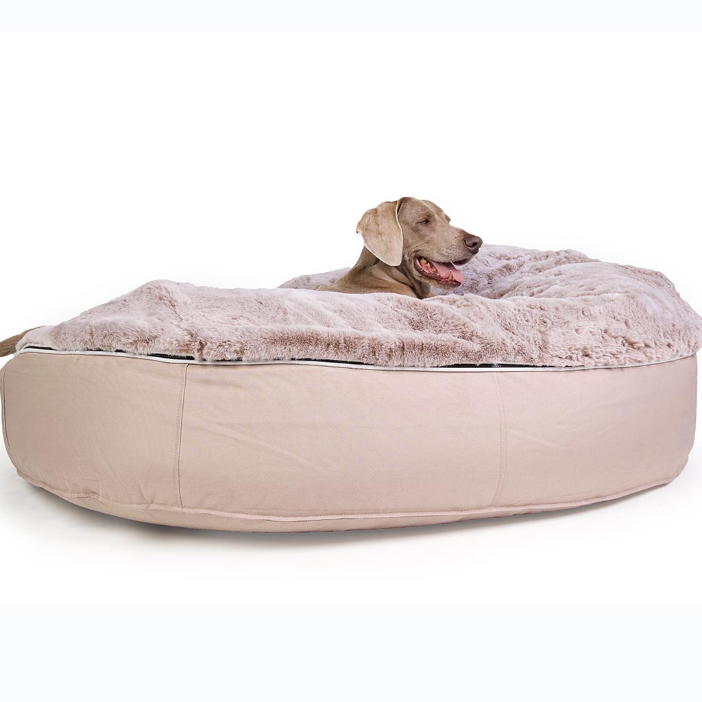 Lounge deals dog bed