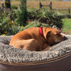 (L) Luxury Indoor/Outdoor Dog Bed (original)