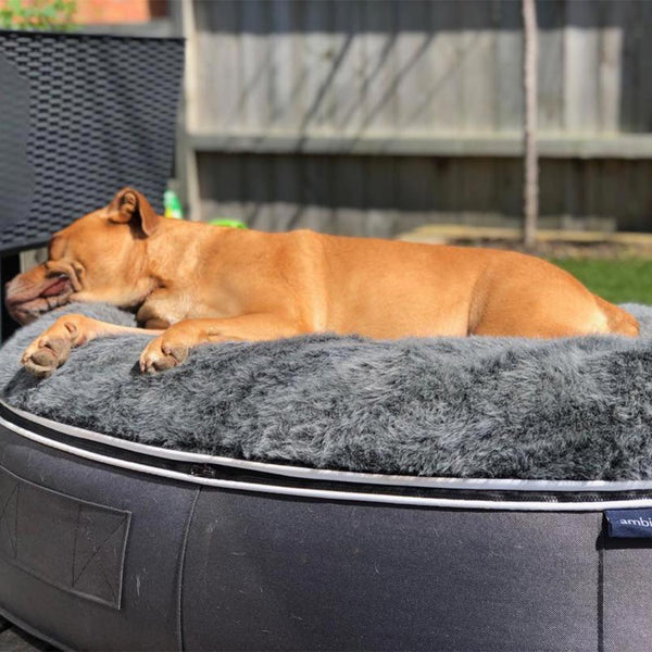 (L) Luxury Indoor/Outdoor Dog Bed (original)