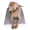 (L) ThermoCool Multi-Purpose Dog Mat