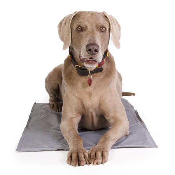 (L) ThermoCool Multi-Purpose Dog Mat