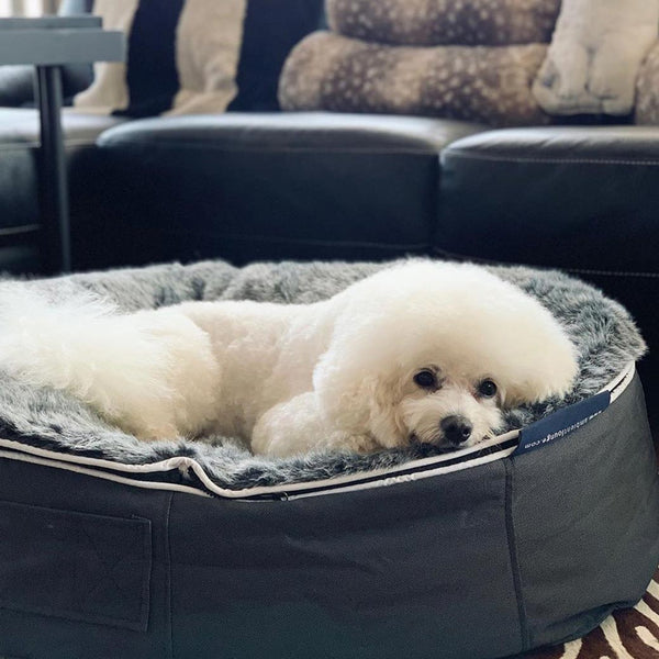 (M) Luxury Indoor/Outdoor Dog Bed (original)