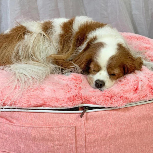 (S) Premium Indoor/Outdoor Dog Bed (Ballerina Pink - ltd. edition)