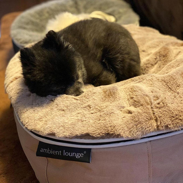 (S) Premium Indoor/Outdoor Dog Bed (Cappuccino)