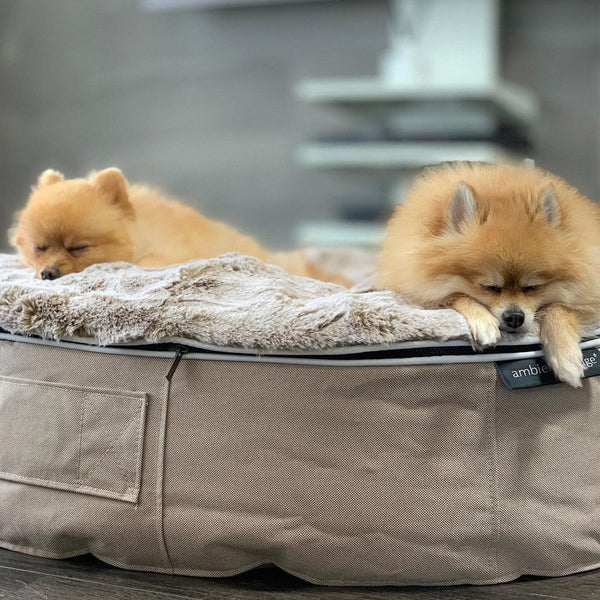 (M) Premium Indoor/Outdoor Dog Bed (Cappuccino)