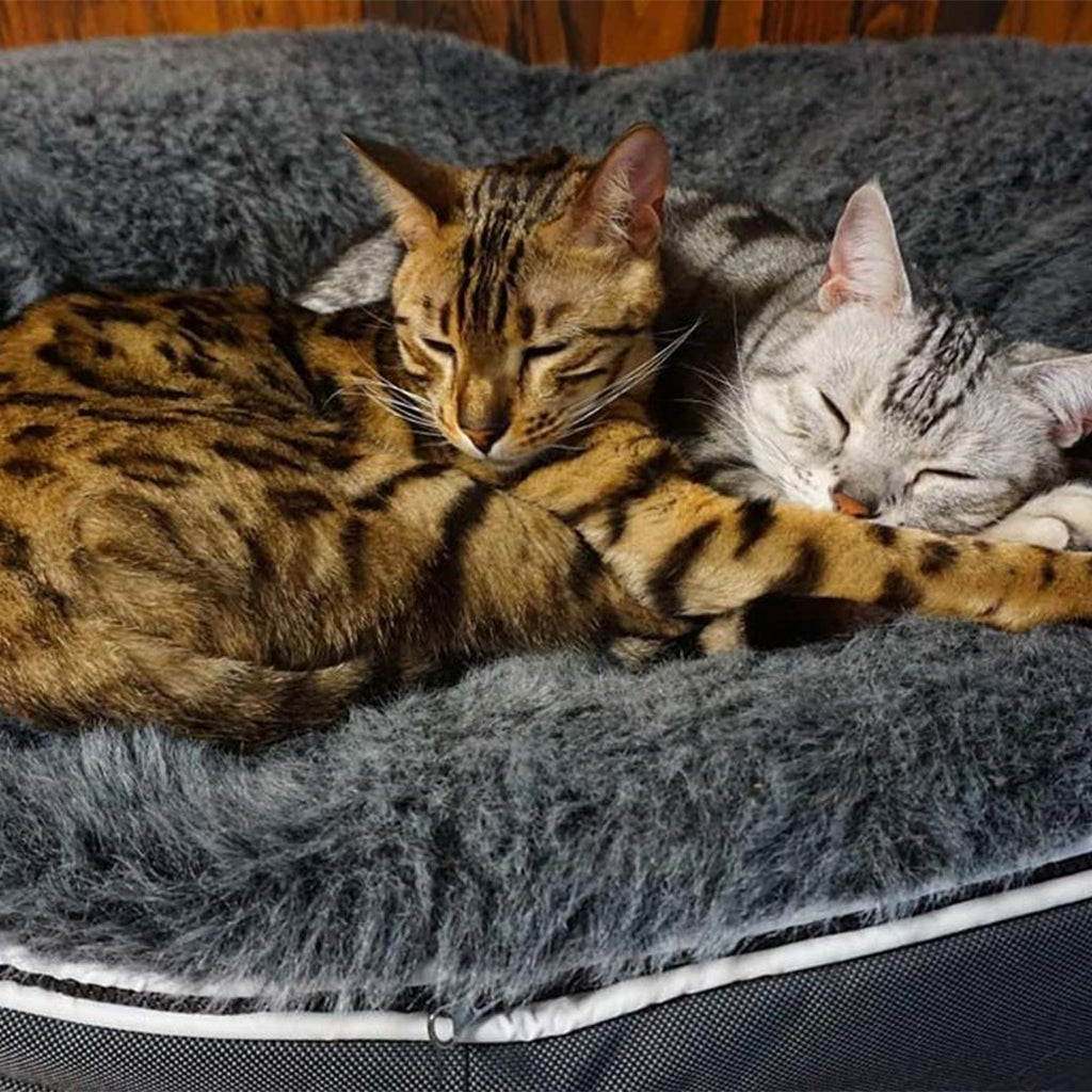Cat beds near me discount