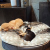 (S) Premium Indoor/Outdoor Dog Bed (Wild Animal)