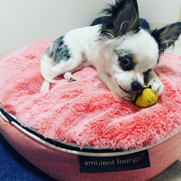 (S) Premium Indoor/Outdoor Dog Bed (Ballerina Pink - ltd. edition)